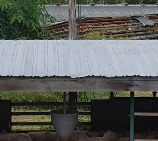 pig barn with metal roof